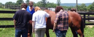 Kirby-Equine-Therapy-min
